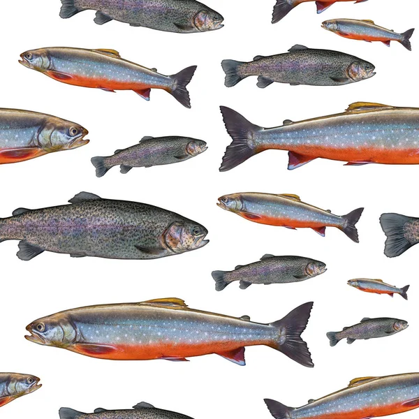Fishing seamless pattern of fish. Background from trout salmon and arctic char fish isolated on white. — Stock Image Fishing Seamless Pattern Fish Background Trout Salmon Arctic Char Fish Royalty Free Stock Images