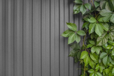 Canlı çit kızlık (Girlish) üzümlerinden. Yeşil bitkiler üzerinde gri bir çit. Parthenocissus INSERTA