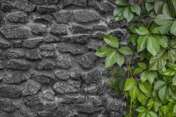 Cobertura Viva Uvas Doncella Girlish Plantas Verdes Contra Una Pared — Foto de Stock