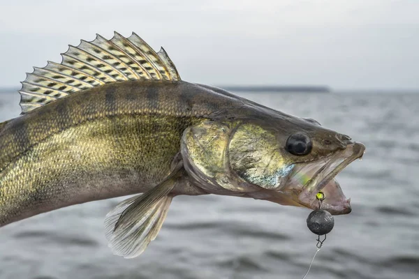 Pesca Zander Troféu Peixe Walleye Pego Acima Água — Fotografia de Stock
