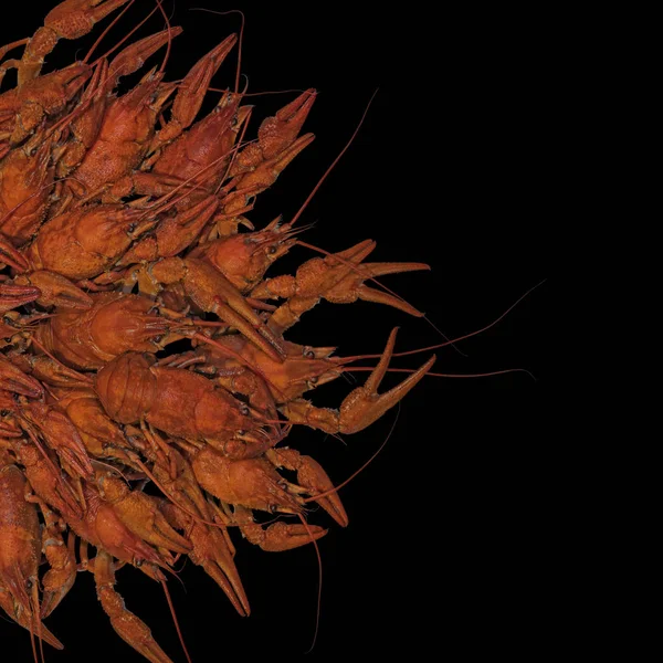 Ikan Crawfish Rebus Red Crayfish Diisolasi Pada Latar Belakang Hitam — Stok Foto