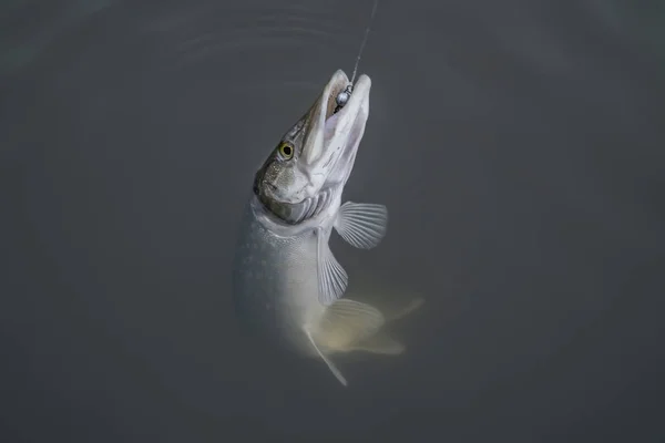 Pris Des Poissons Brochet Dans Eau Contexte Pêche — Photo