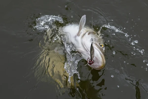 Pesce Luccio Che Salta Acqua Con Spruzzi Fondo Pesca — Foto Stock