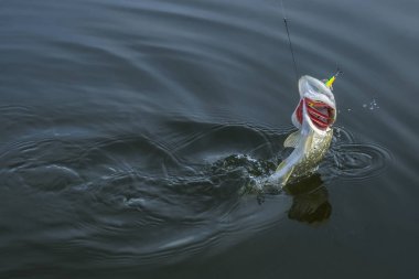 Pike balık su sıçrama ile atlama. Balık tutma arka plan