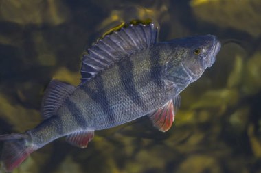 Levrek balığı kupa suda yakaladı. Balık tutma arka plan