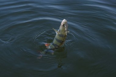 Levrek kupa suda balık. Balık tutma arka plan