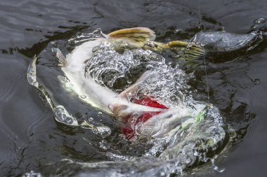 Pike balık kupa su sıçramasına ile yakaladı. Balıkçılık backgro