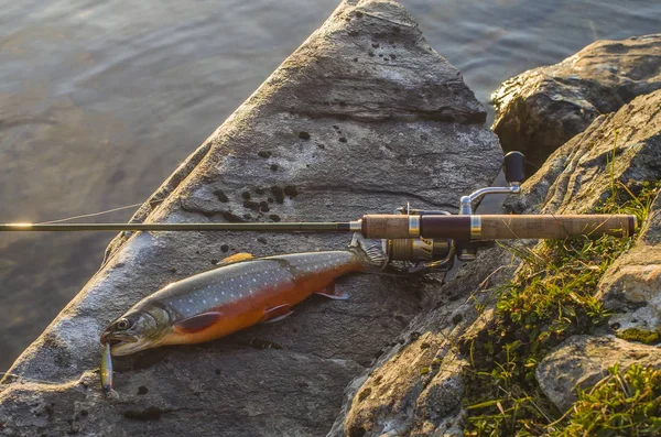 Arctic char fish on river stone. Сальвелин — стоковое фото