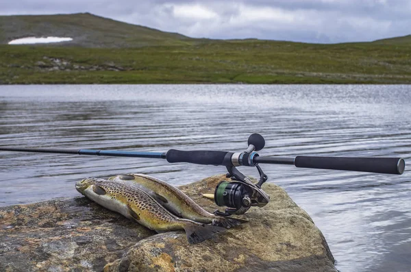 Bruine forel vissen en vistuig gevangen op rivier steen — Stockfoto