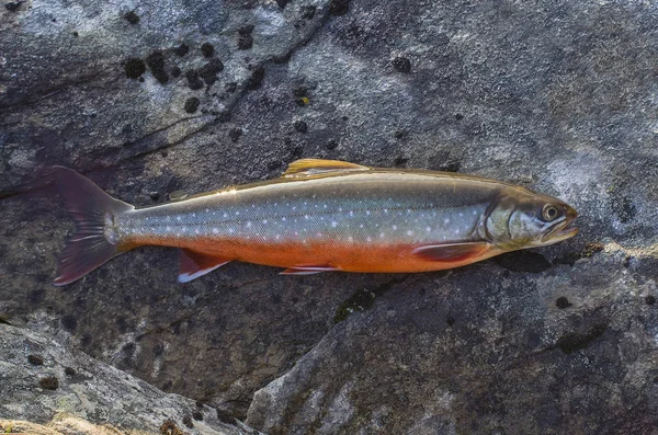 Arctic char fish on river stone. Salvelinus — Stock Photo, Image