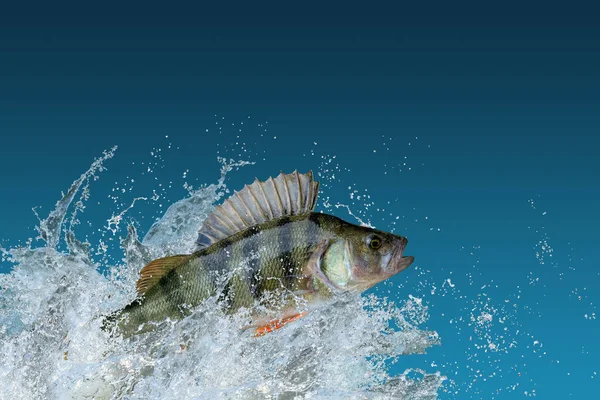 Perche poisson sautant avec éclaboussures dans l'eau — Photo
