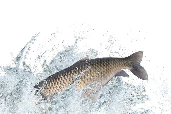 Amur or grass carp fish jumping with splashing in water — Stock Photo, Image