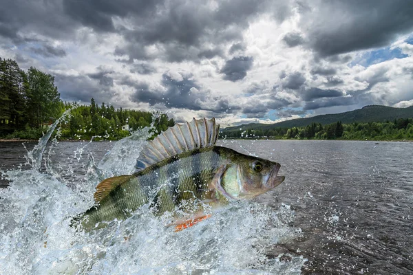 Perch fish jumping with splashing in water