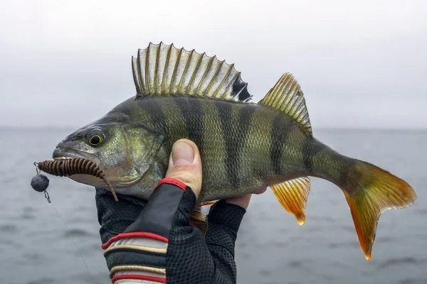 Abborre fisk trophy i handen av fisherman — Stockfoto