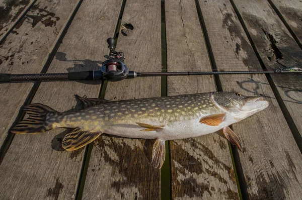 Ho comprato il pesce luccio. Trofeo di pesca con canna da pesca — Foto Stock