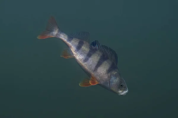 Trofeo di pesce persico. Fondo di pesca subacquea — Foto Stock