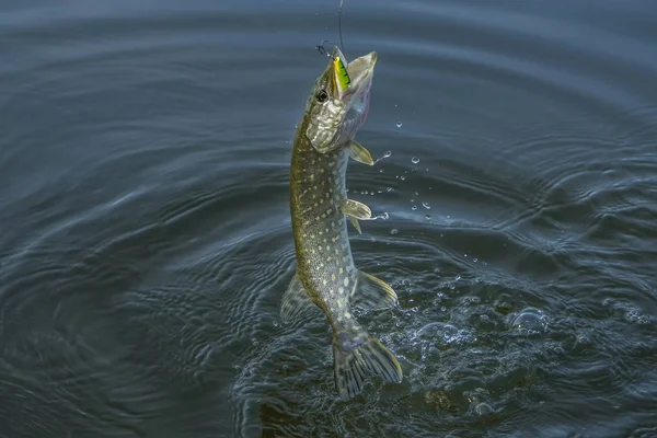 Pez lucio saltando en el agua con salpicaduras. Fondo de pesca — Foto de Stock