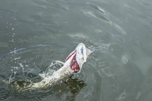 Poisson-brochet sautant dans l'eau avec éclaboussure. Contexte de la pêche — Photo