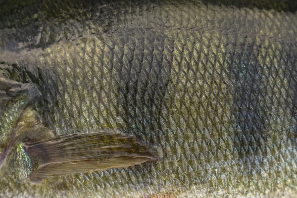 Barsche Schuppenhaut mit Flosse. Fischerei Tarnung Hintergrund. — Stockfoto