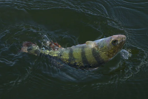 Apanhei o troféu de peixe poleiro na água. Fundo de pesca — Fotografia de Stock