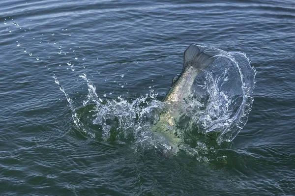 Рыбный хвост с брызгами после прыжка рыбы в воду. Рыбалка форели — стоковое фото