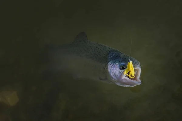 Peixe de salmão de truta arco-íris capturado na água. Área de pesca backgrou — Fotografia de Stock