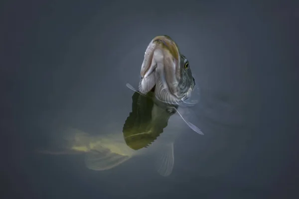 Gros plan du trophée de poisson de brochet capturé dans l'eau. Contexte de la pêche — Photo