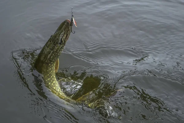 Trofi ikan Pike dalam air dengan percikan — Stok Foto