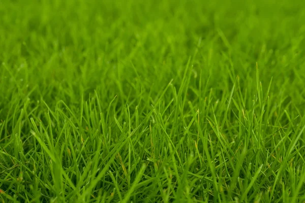 Na tle zielonej trawy. Zbliżenie nieostrość tekstury — Zdjęcie stockowe