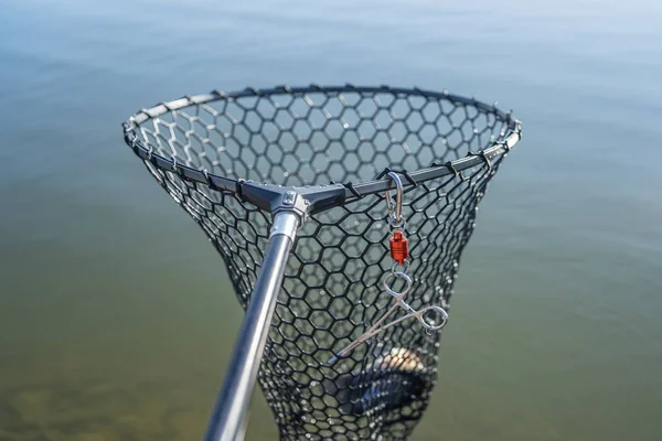 Pesca na área da truta. Peixe capturado na rede de desembarque de borracha . — Fotografia de Stock