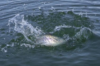 Suda su sıçrayan alabalık somon balığı. Alan balıkçılık arka plan