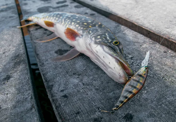 Gädda fiskar trophy med fiske lockbete i käken — Stockfoto