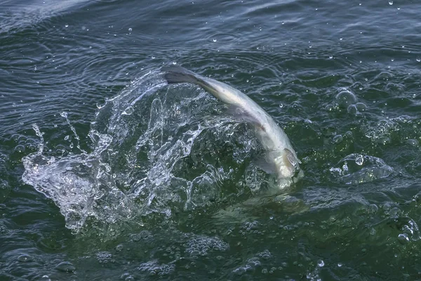 Fishtail a pancsolás után ugró hal a vízben. Terület lazac pisztráng-halászat — Stock Fotó