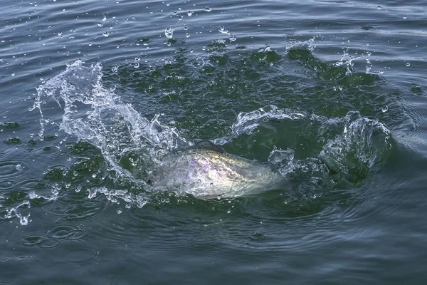 Peixe de salmão de truta com salpicos na água. Zona de pesca de fundo — Fotografia de Stock