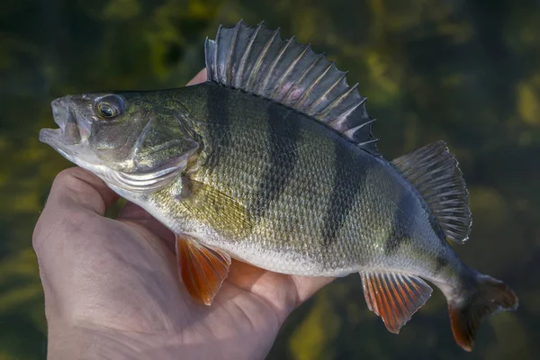 Catturato pesce persico trofeo in mano del pescatore sopra l'acqua. Fondo di pesca — Foto Stock