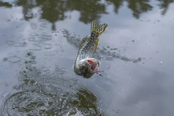 水しぶきで水の上をジャンプパイク魚のトロフィー — ストック写真