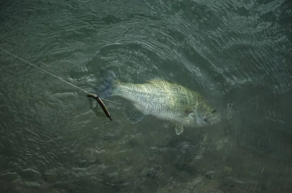 水の下でバスの魚をキャッチ.釣りの背景 — ストック写真