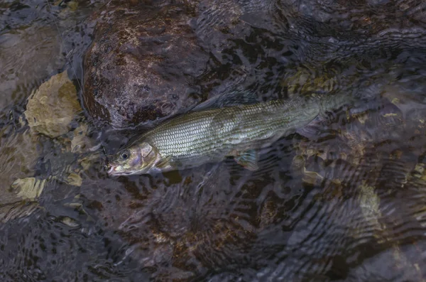 Pesce grigliato in acqua. Pesca in Norvegia fiume di montagna — Foto Stock