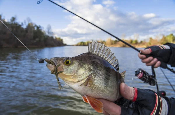 Perch fish in hand of fisherman with fishing rod and reel