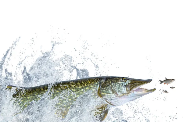 Visserij. Big Pike Fish Jumping met spatten op witte achtergrond — Stockfoto