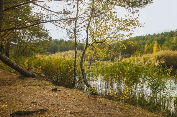 Petit lac en forêt en automne — Photo
