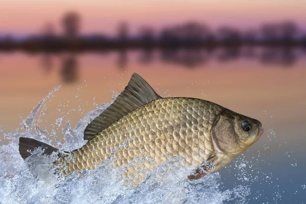 Fishing. ?rucian carp fish jumping with splashing in water on nature background