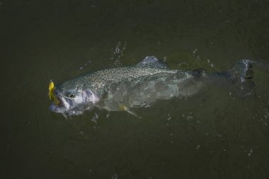Gökkuşağı alabalığı somon balık suda yakaladım. Alan balıkçılık backgrou