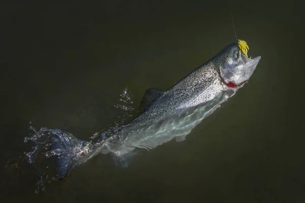 Pesce salmone arcobaleno pescato in acqua. Zona di pesca di fondo — Foto Stock