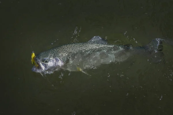 Pesce salmone arcobaleno pescato in acqua. Zona di pesca backgrou — Foto Stock