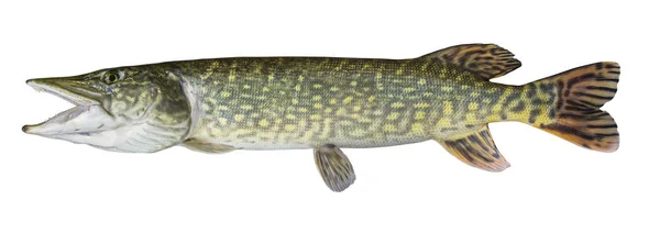 흰색 배경에 고립 된 클로즈업 파이크 물고기 트로피 — 스톡 사진