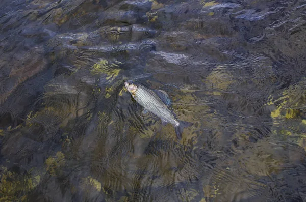 Des poissons gris dans l'eau. Pêche en Norvège rivière de montagne — Photo