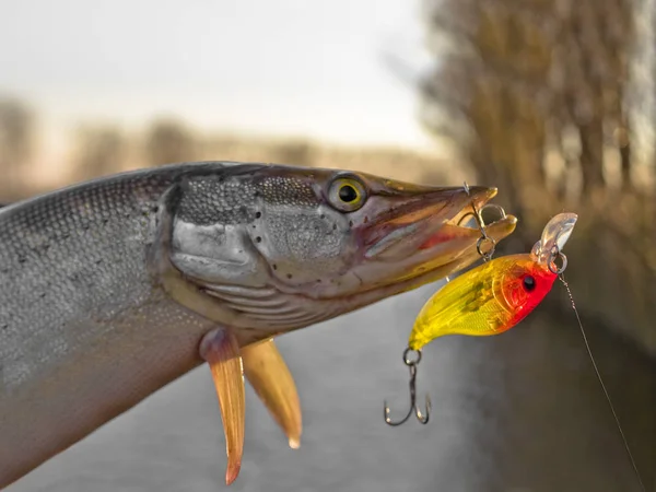 Trofeo di pesce luccio con esca da pesca nella mascella — Foto Stock