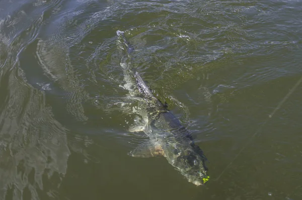 Attrapé asp poissons dans l'eau. Contexte de la pêche — Photo