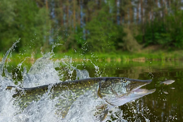Fishing. Big pike fish jumping with splashing in water